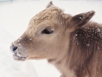 Calf in the snow captured with 35 mm camera
