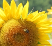 Sunflower & bee
