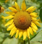 sunflowercropgoodcopyrightbrown